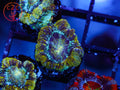 C2C Viper Acan coral