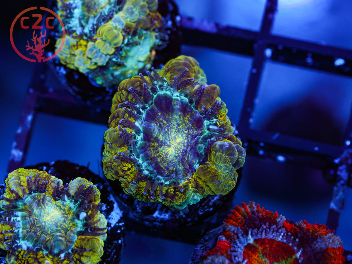 C2C Viper Acan coral