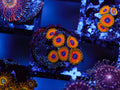 Great Owls Zoa coral