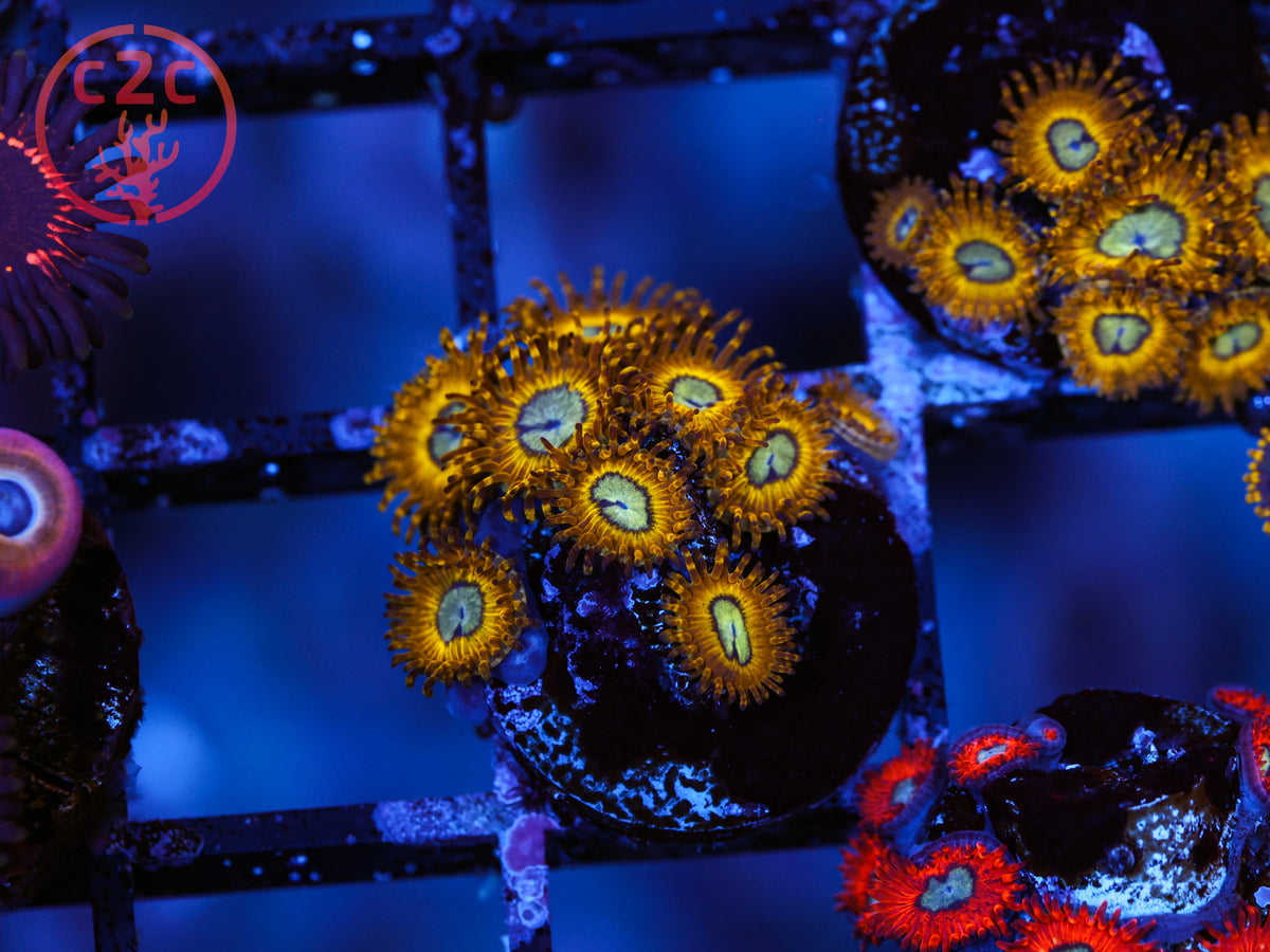 Pikachus Zoa coral