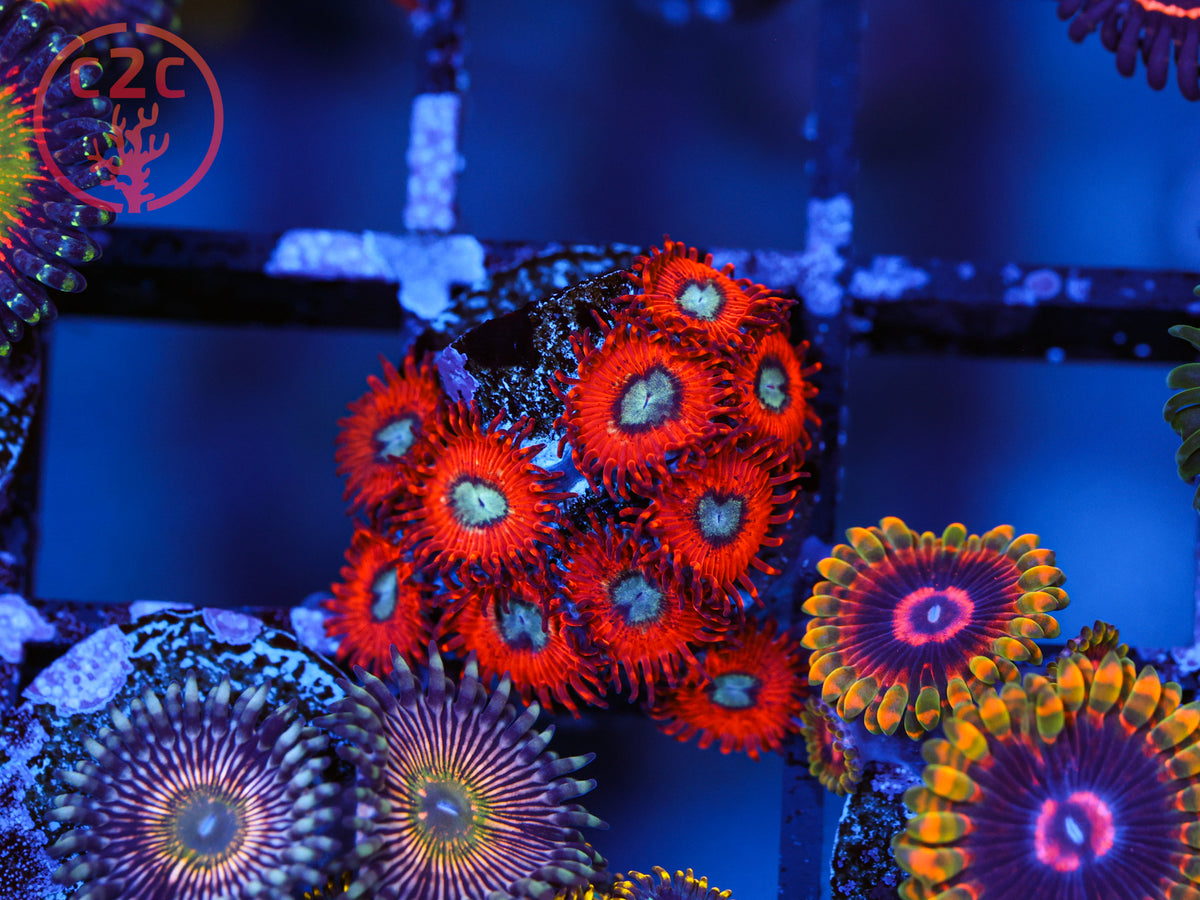Charmanders Zoa coral