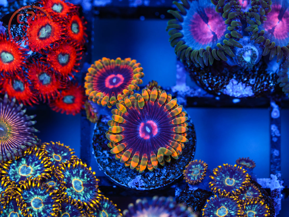 Mind Tricks Zoa coral