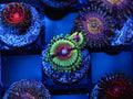 JF Bloodshot Zoa coral