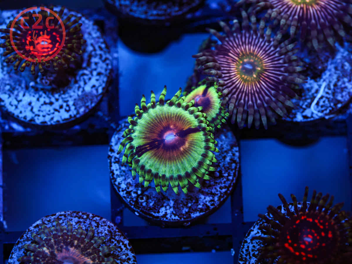 JF Bloodshot Zoa coral