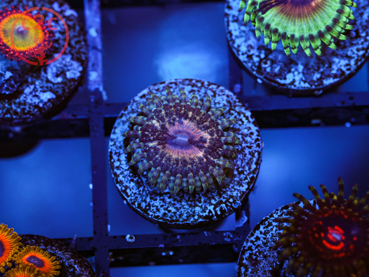 C2C Damascus Beast Zoa coral