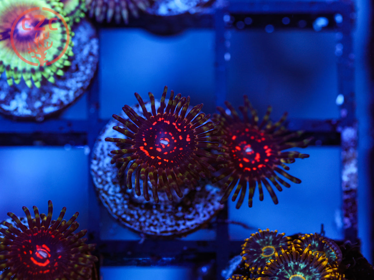 Reverse Hallucination Zoa coral