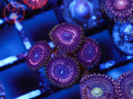 WWC Tasers Zoa coral