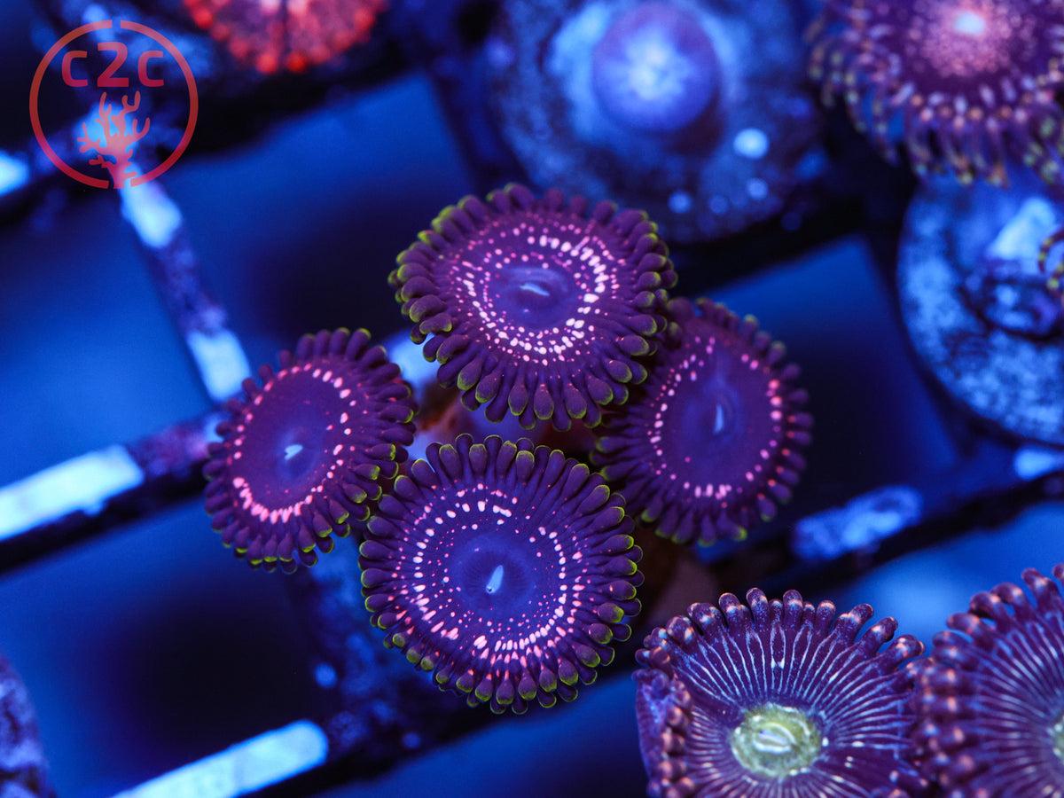 WWC Tasers Zoa coral