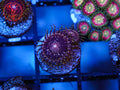 Gizmos Zoa coral