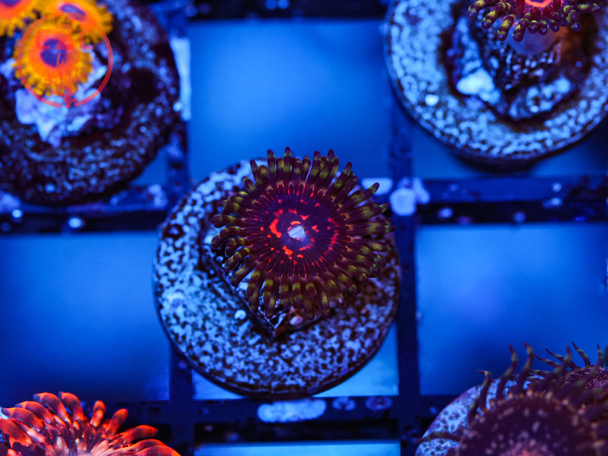 Reverse Hallucination Zoa coral