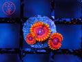 Burning Embers Zoa coral