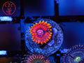 Burning Embers Zoa coral