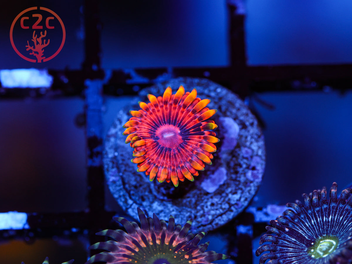 Burning Embers Zoa coral
