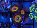 ASD Hyper Jubilee Zoa coral