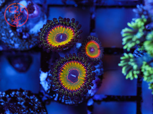 ASD Hyper Jubilee Zoa coral