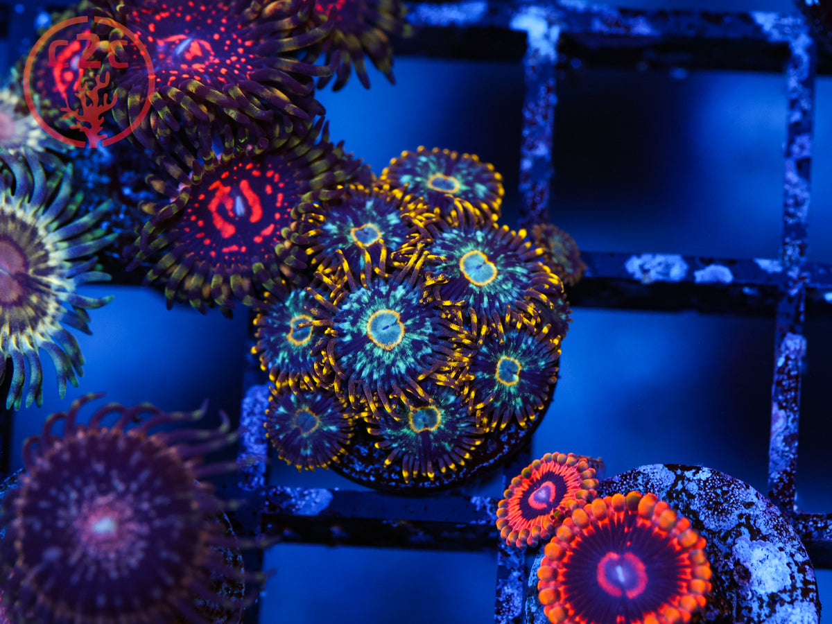 RFU Luminis Hornet Zoa coral