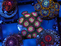 WWC Pixie Dust Zoa coral