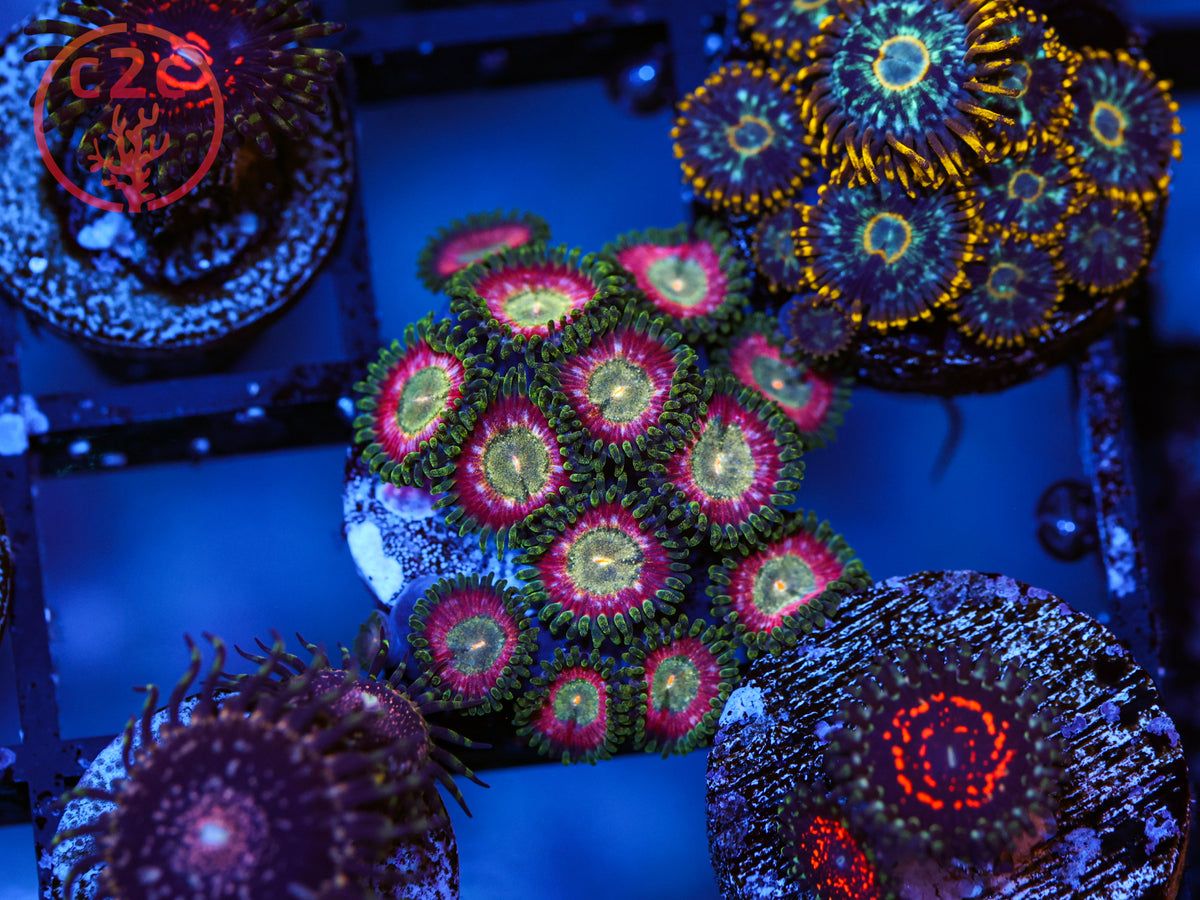 WWC Pixie Dust Zoa coral