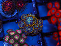 RFU Luminis Hornet Zoa coral