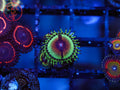 JF Bloodshot Zoa coral