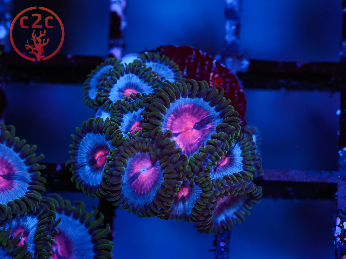 Miami Vice Zoa coral