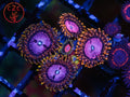 RRUSA Pink Diamond Zoa coral