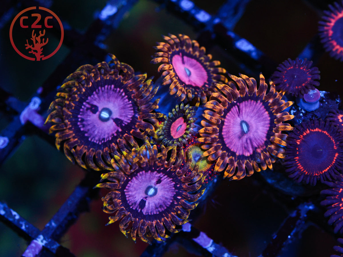 RRUSA Pink Diamond Zoa coral