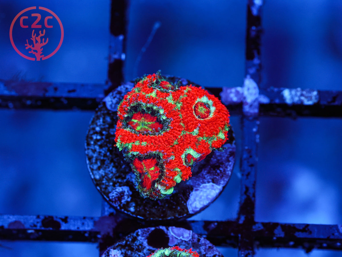 OG UFO Micromussa coral