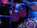 WWC Illuminati Zoa coral