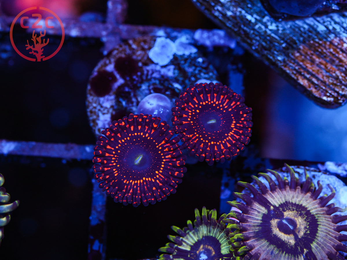 WWC Illuminati Zoa coral