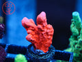 Grafted Setosa coral