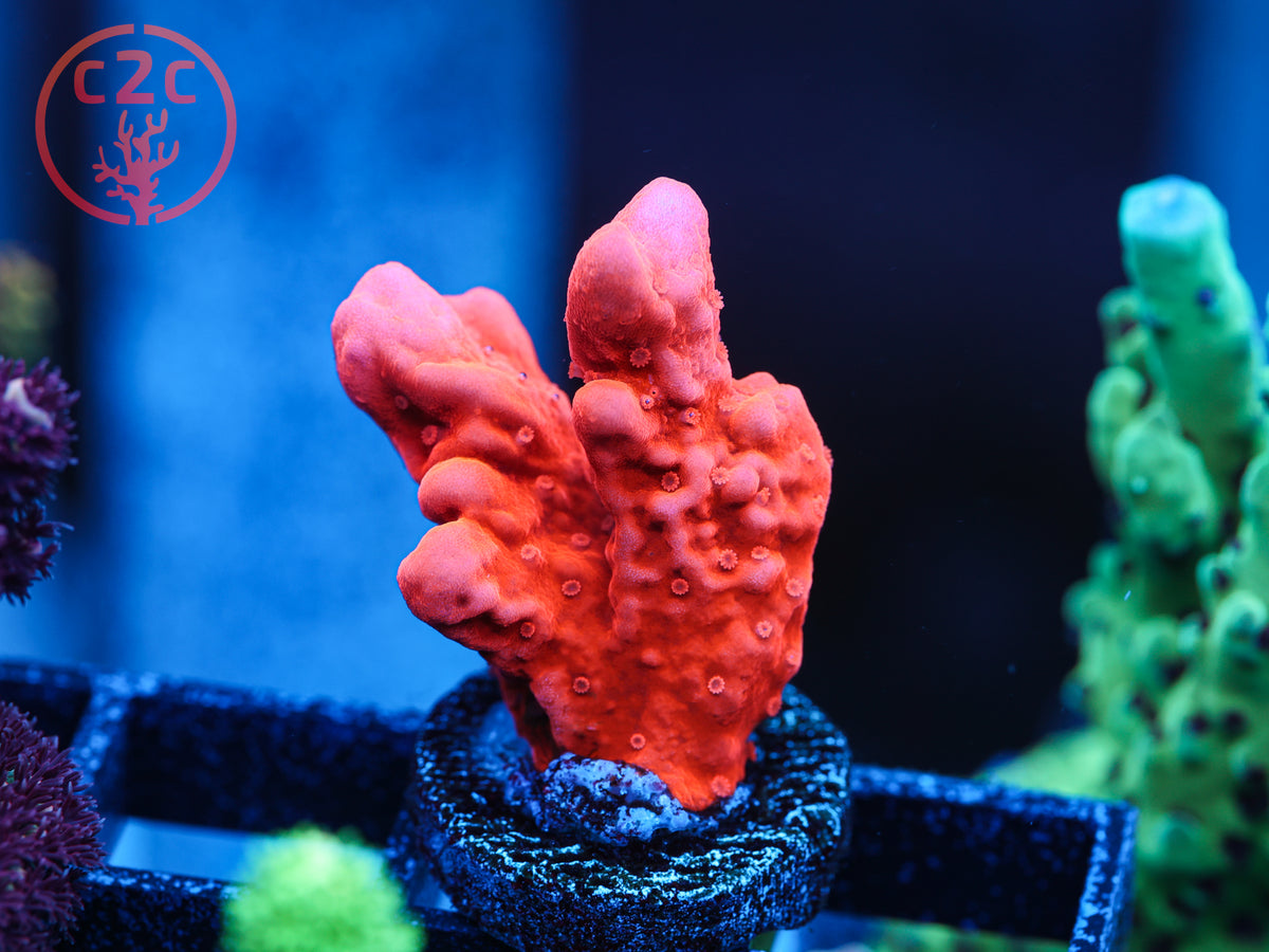 Grafted Setosa coral