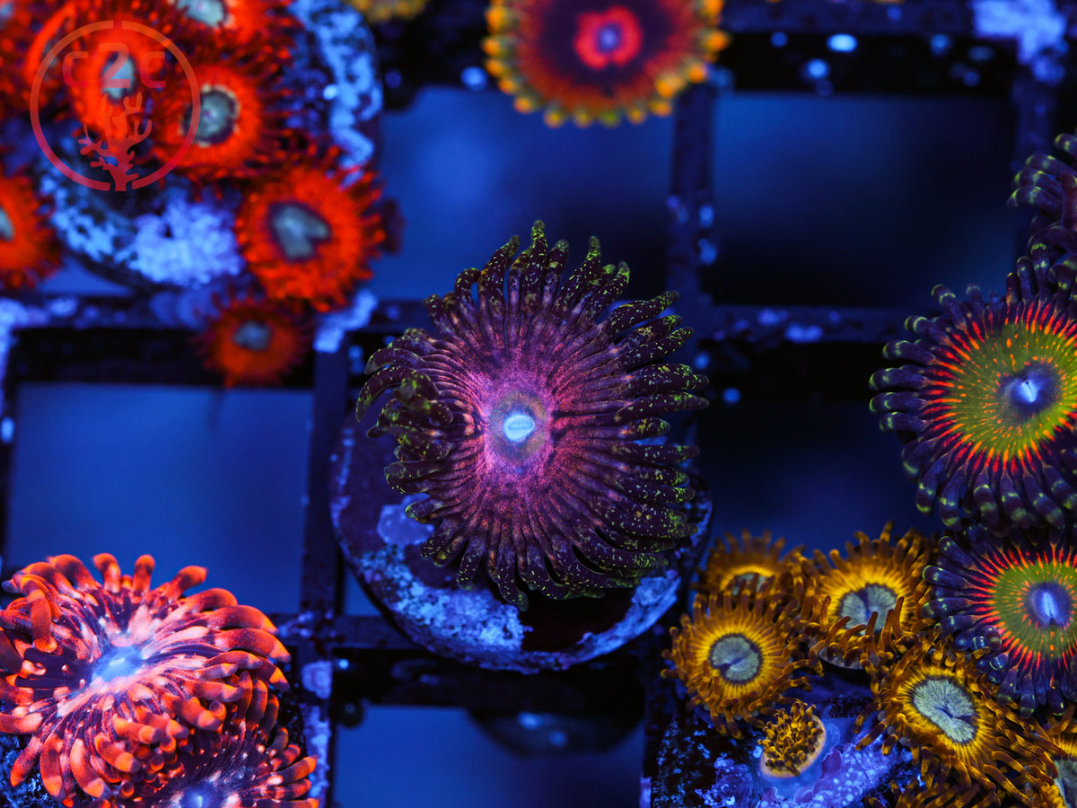 BSA Kamikaze Kush Zoa coral