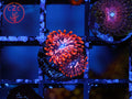 Utter Chaos Zoa coral
