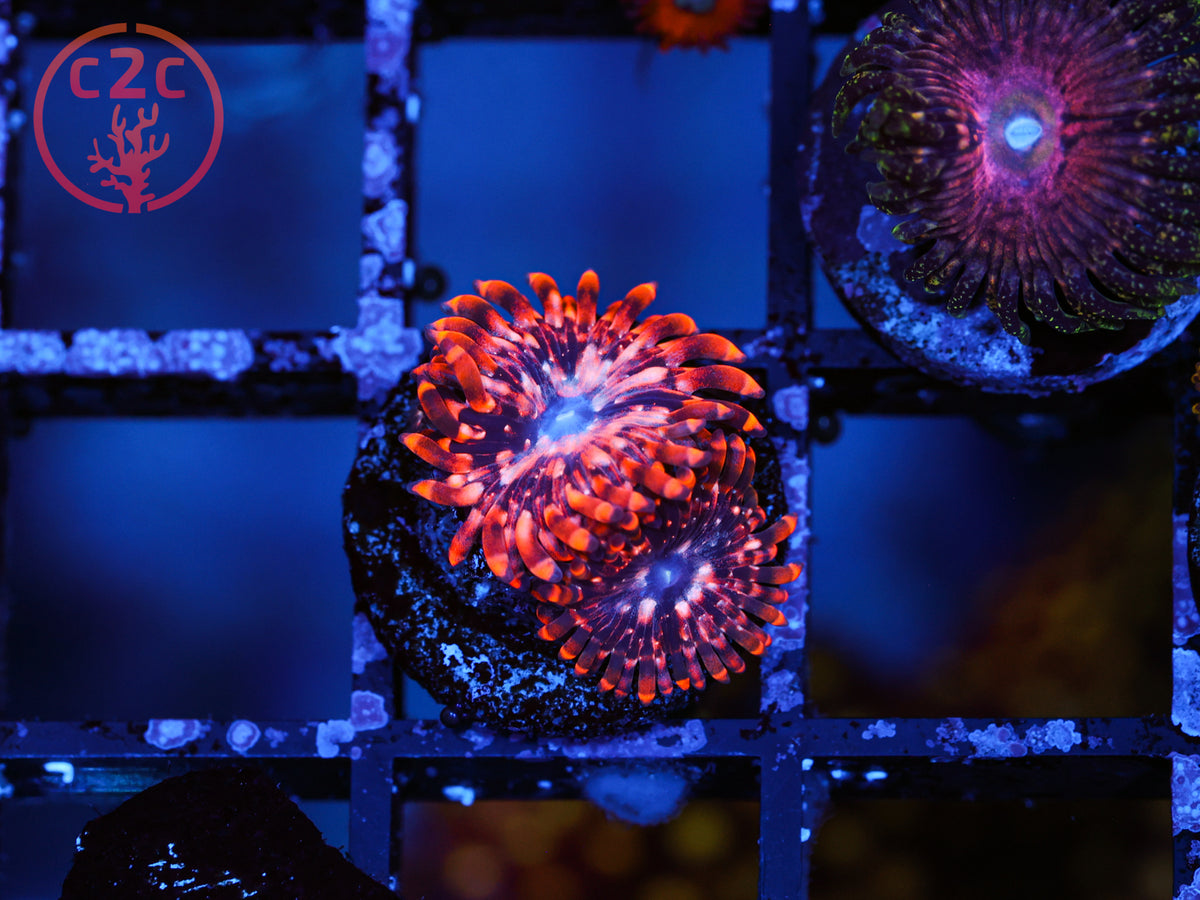 Utter Chaos Zoa coral