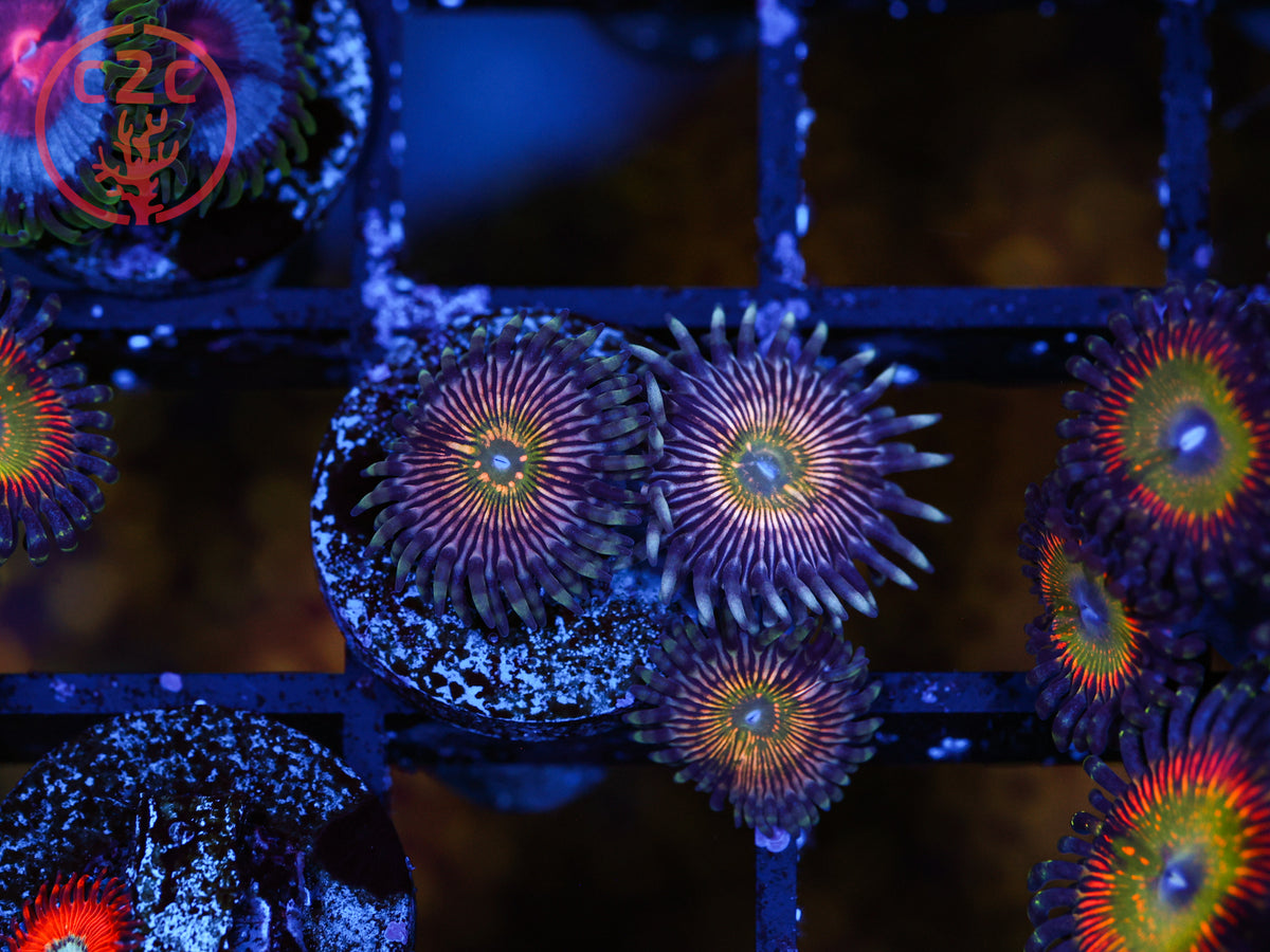 RFU Oscillator Zoa coral