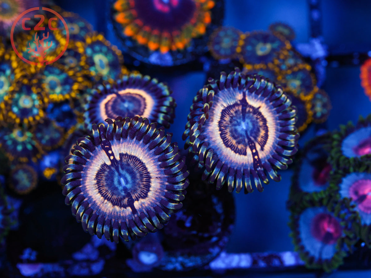 LC Petroglyph Zoa coral