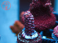 C2C Flappy Bird Acro coral