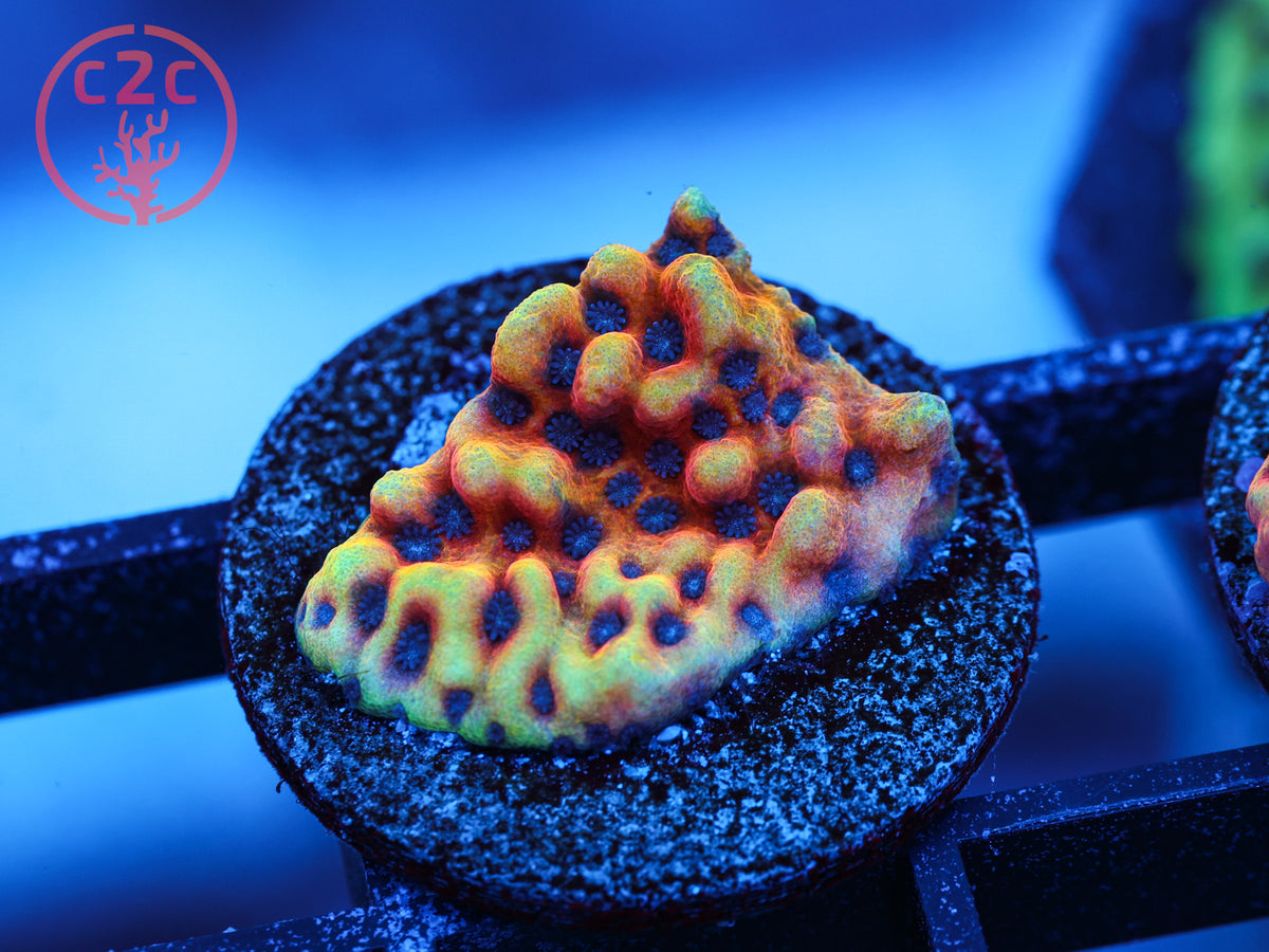 CK Peyote Dreams Monti coral