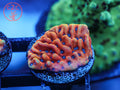 CK Peyote Dreams Monti coral