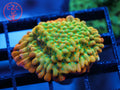 JF Beach Bum Monti coral