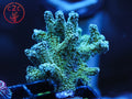LCH Blue Zing Birdsnest coral