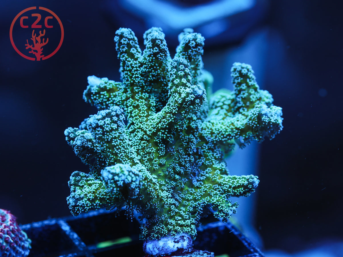 LCH Blue Zing Birdsnest coral