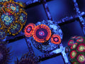 Black Rainbow Zoa coral