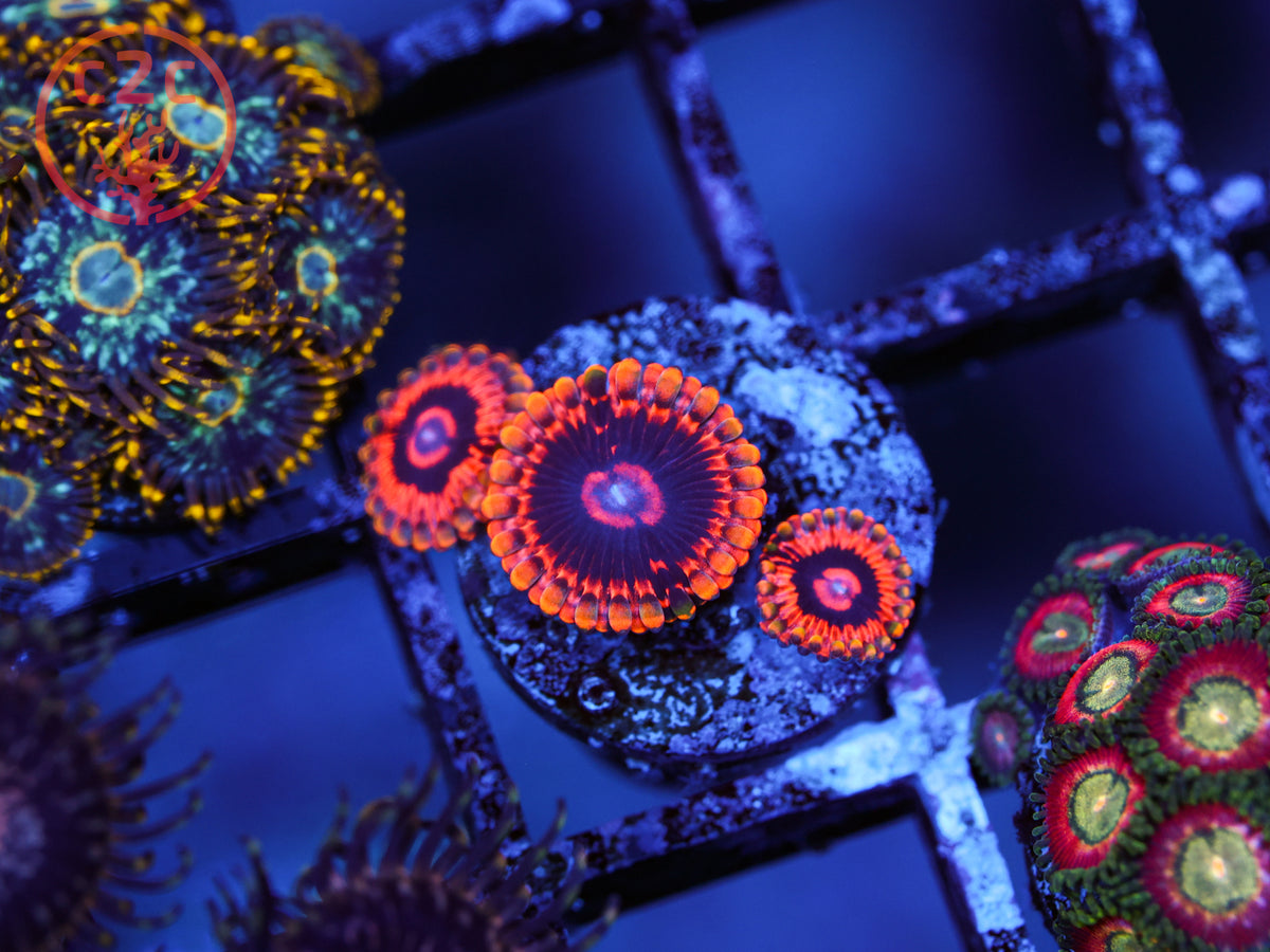 Black Rainbow Zoa coral