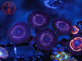 WWC Taser Zoa coral