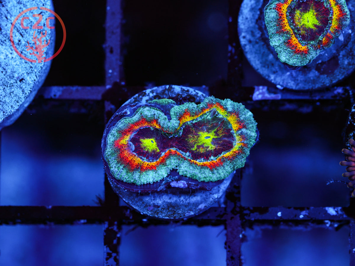 CK Fruit Loops Micromussa coral