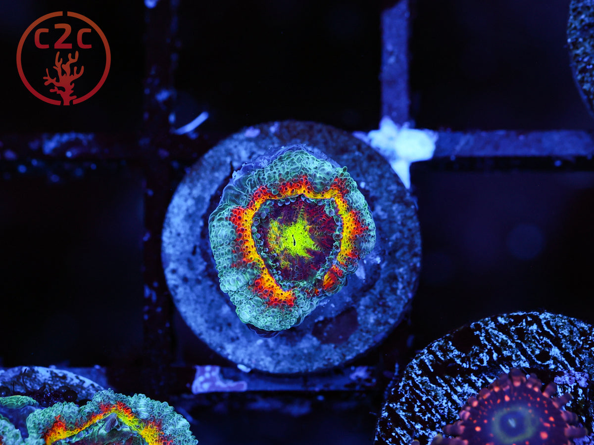 CK Fruit Loops Micromussa coral