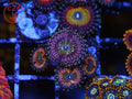 CK Monsters Inc Zoa coral