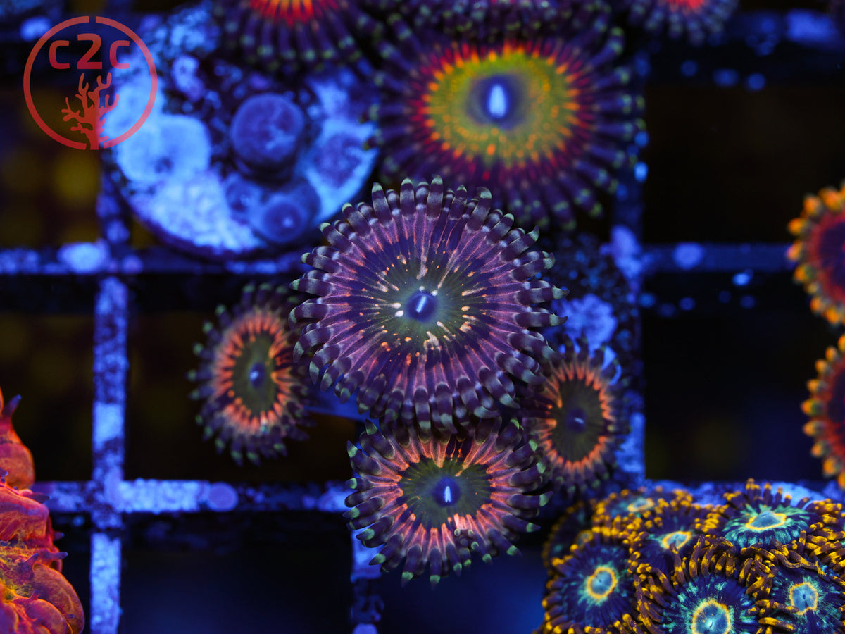 CK Monsters Inc Zoa coral